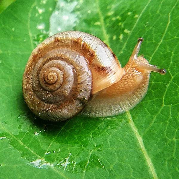 蜗牛